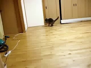 Смешной кот. Funny Cat Videos