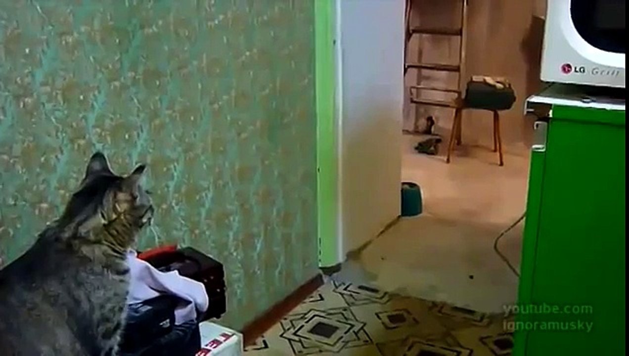 Хозяйка, тебя к телефону. Cat Your Husband is Calling