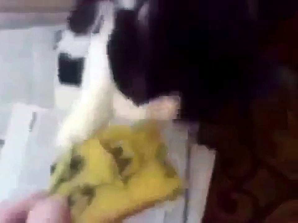 Кот загрыз Спанч Боба