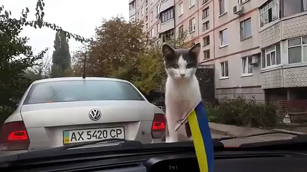 Кот и дворники