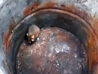 Кот испугался мышки