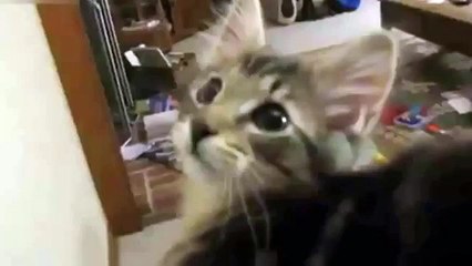 Кот не мяукает а блеет, как баран