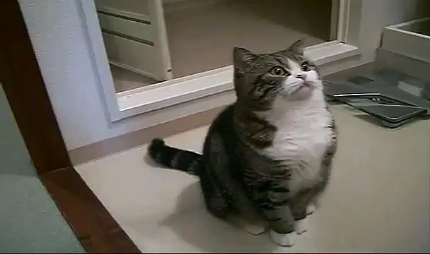 Кот охотится на коробку. Смешные кошки