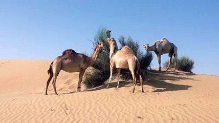 Camels - Ships of the Desert