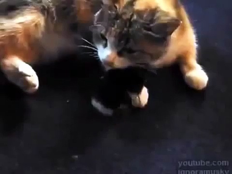 Кот подружился с цыпленком