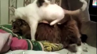 Кот пытается завести кошку. Cat trying to start the female cat