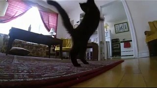 Котенок в слоу мо. Cats in slow mo