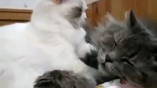 Котик усыпляет другого котика