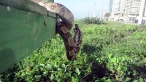Cobra engole pássaro na colônia de pescadores em Vila Velha