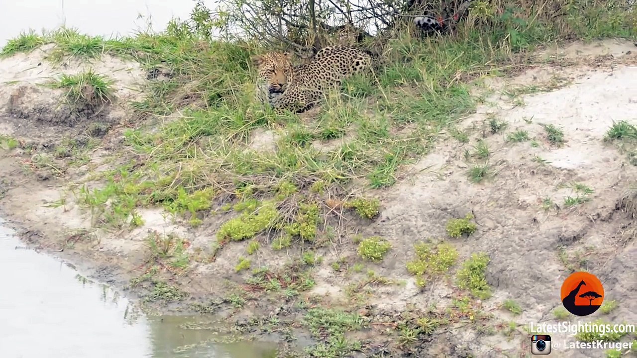 Baby Bird Takes on Hungry Leopard - Latest Wildlife Sightings