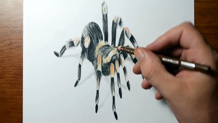 Amazing Anamorphic Tarantula Drawing - Trick Art, 3D Realism