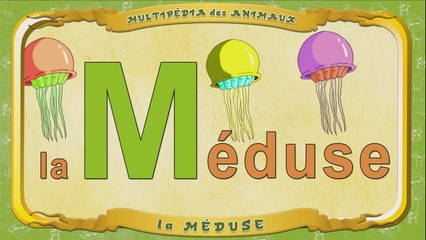 Multipédia des animaux. La lettre M - la Méduse