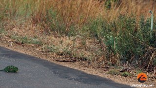 Boomslang Snake Kills a Chameleon Quickly & Swiftly