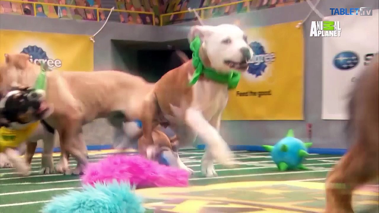 Otrasné zábery zo zoo v Gaze: Zvieratá tam umierajú od hladu