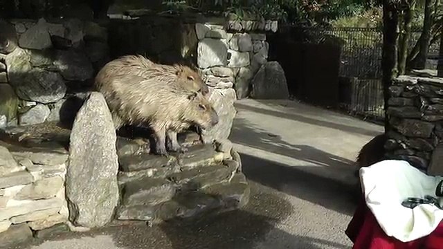 Very interesting Donguri Doesn't like Choco But Would Never Bite Him どんぐりはチョコをかむことはないだろう (Funny Videos 720p)