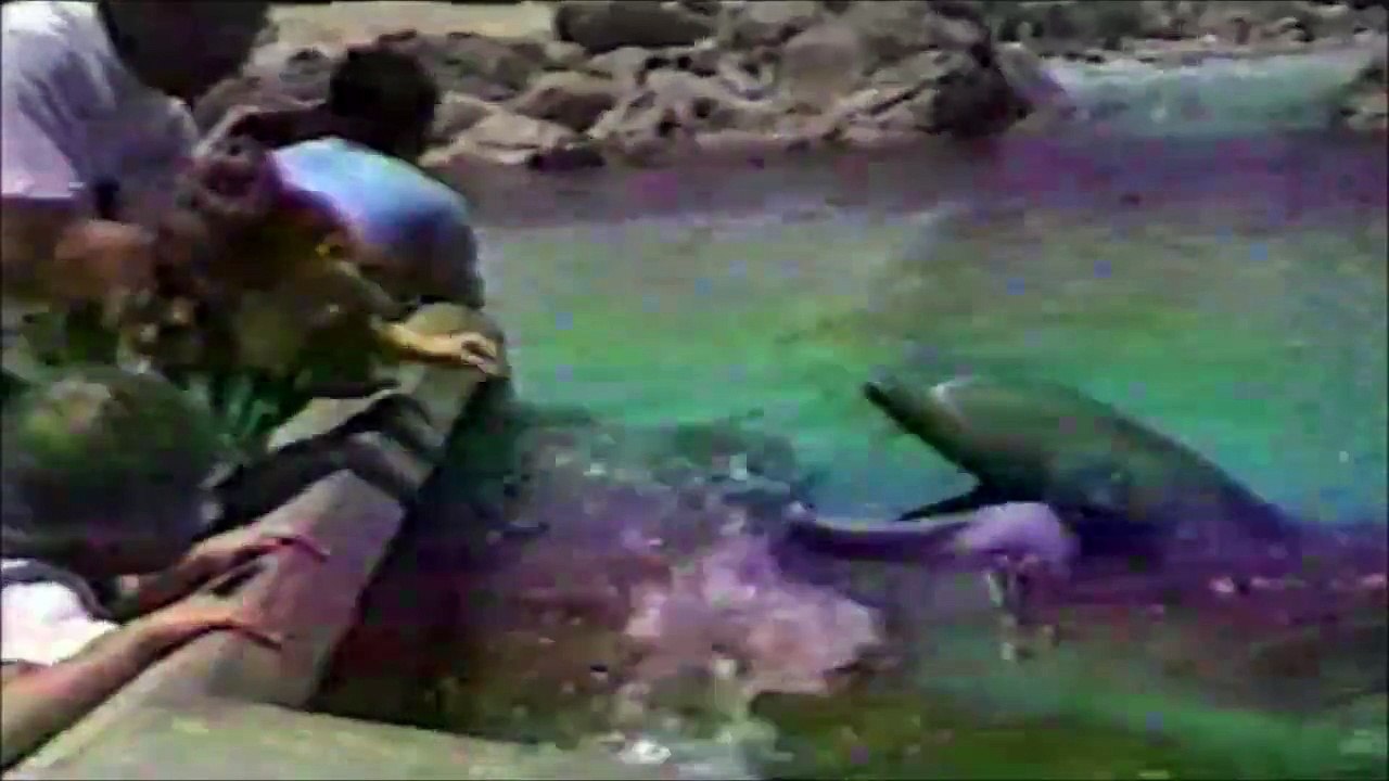 Bird Steal Fish from Dolphin