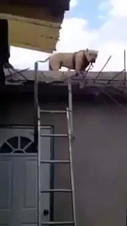 Super Dog