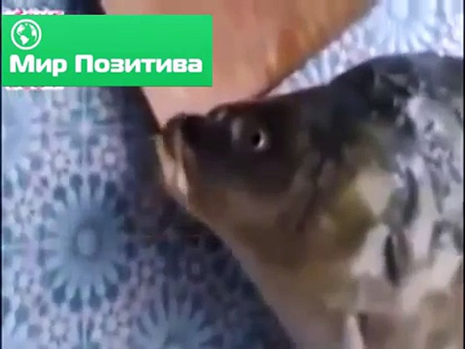 Зачем ты убил меня
