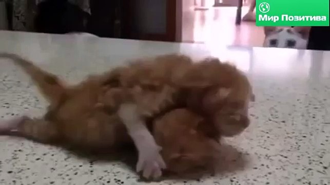 Папа учит котят драться