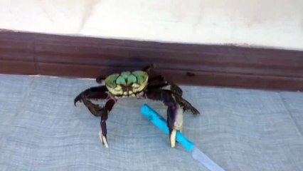 Gangsta Crabe (thug life)
