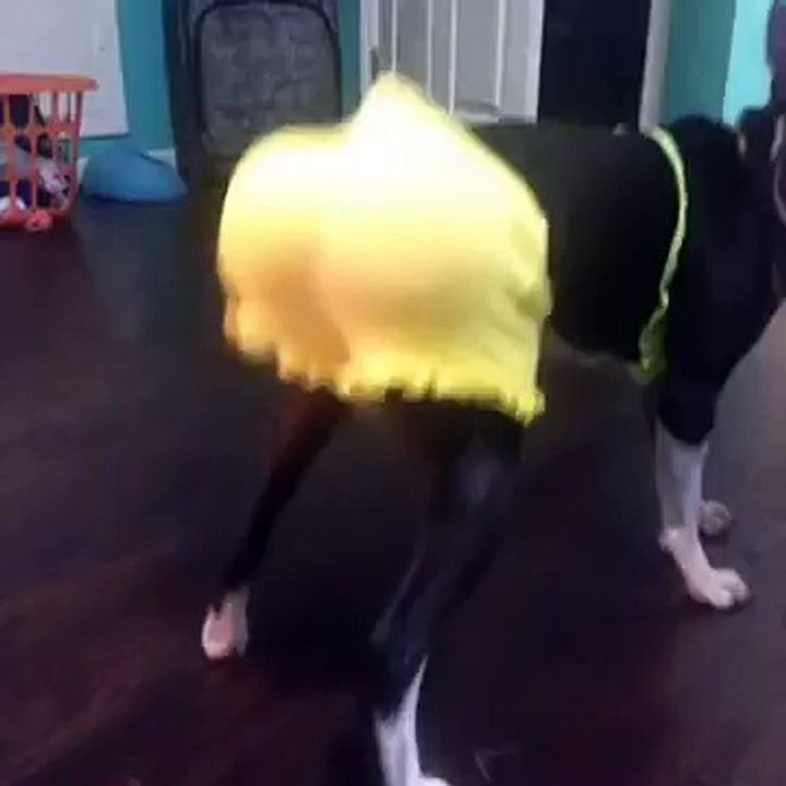 Dog Twerk (Vine)