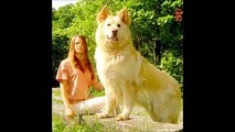 TOP 10 BIGGEST GUARD DOGS IN THE WORLD CAUCASIAN KANGAL ROTWEILER  PITBULL-2016