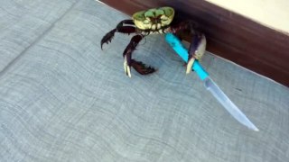 The Last Samurai Crab