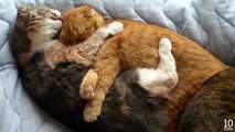 Cute Cat Mom Hugs Kitten Maru♡子猫のまるを抱きしめるかわいい猫のお母さん