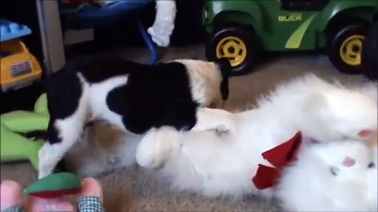 Zorro