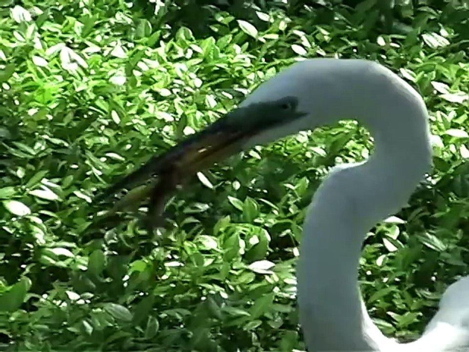 Bird Eats Lizard at Walt Disney World