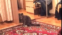 Cat realizes that hes a CAT / Кот осознал, что он КОТ