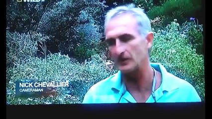 Buffalo's Kill Lion Real Fight - Wild Animal Fights