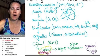 What is Epithelial tissue