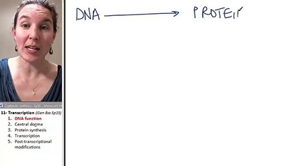 What is Transcription 1- DNA Function