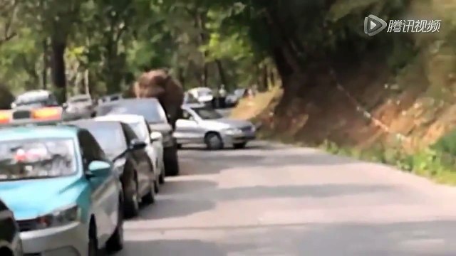 Китай. Слон и автомобили (12.02.2016 г.)