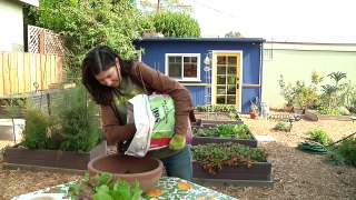 Growing Greens - How to Grow Lettuce in a Pot & in the House