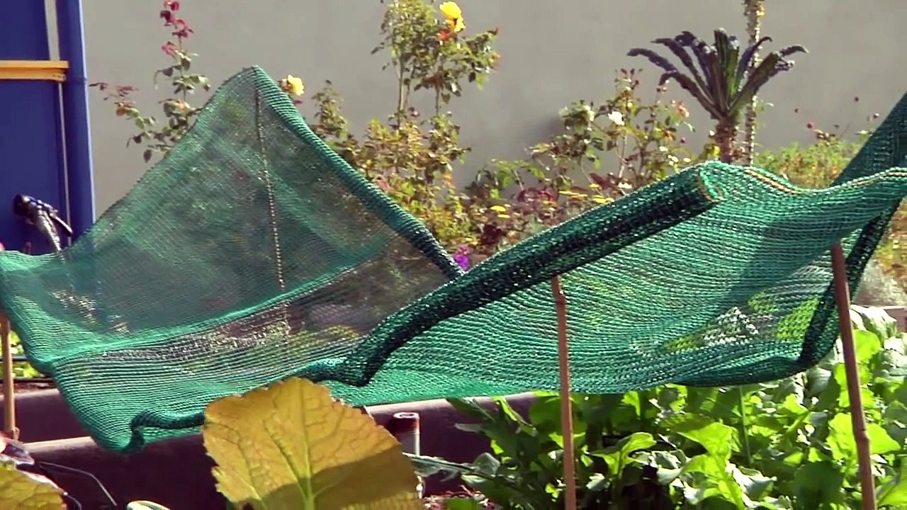 Growing Greens - How to Grow Spinach in Heat