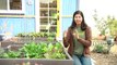 Growing Greens - How to Grow Sun Tolerant Lettuce