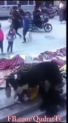 A Cow Grieving the Death of her Family Member-9442774822941