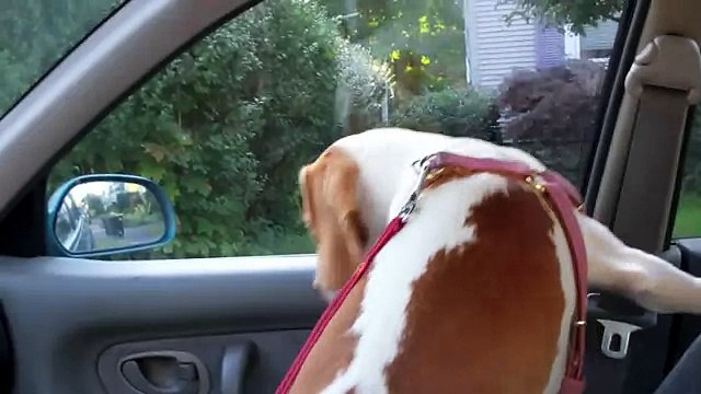 Dog Eats WIndshield Wipers- Cute Dog Maymo