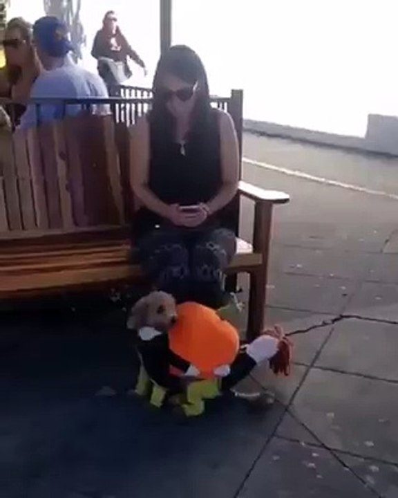 nice dog costume