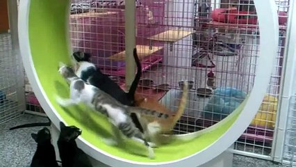Cats running wheel