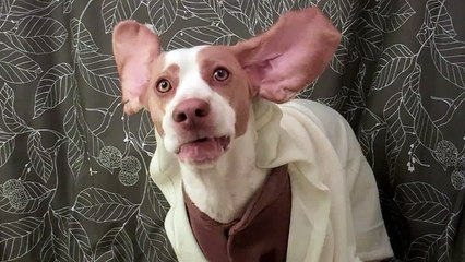 Dog Levitates Biscuits in Yoda Costume