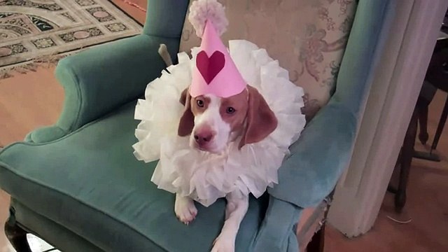 Dog Plays Dead in Elizabethan Ruff- Cute Dog Maymo