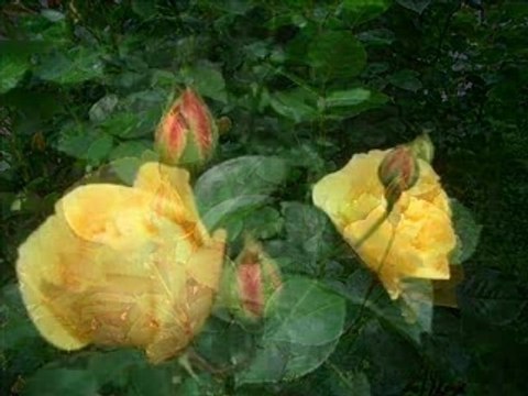 fête du printemps fête des mamans