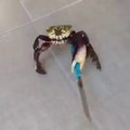 OMG!!! Gangster Crab