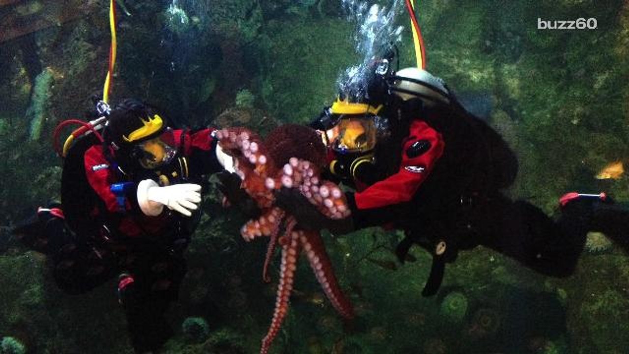 Public octopus sex event canceled over cannibalism fears