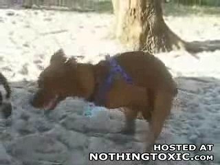 Tel maitre tel chien