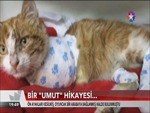 Bir kedinin umut hikayesi ön ayakları kesilmiş halde bulunmuştu