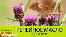 Репейное масло для волос. ПРИМЕНЕНИЕ репейного масла для роста волос